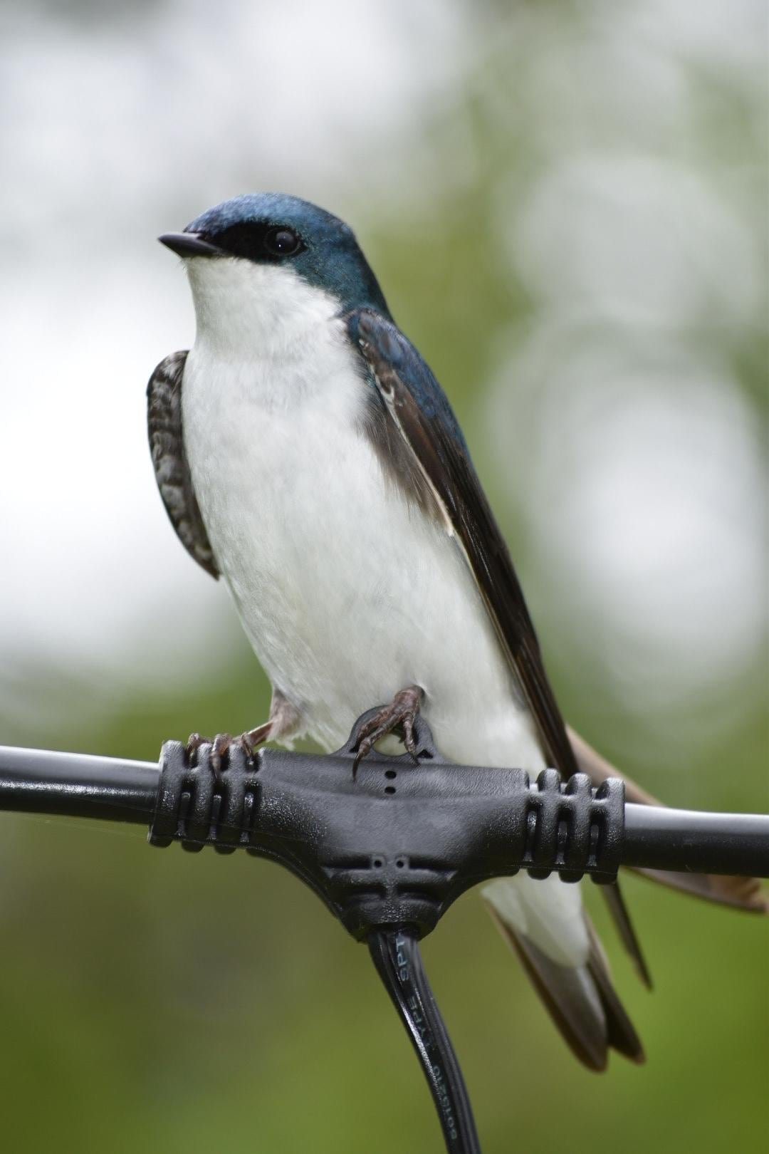 default-200 A bird on a wire.